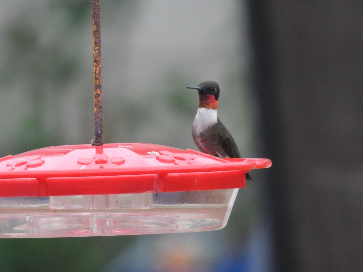 Ruby-throated Hummingbird - ML618055137