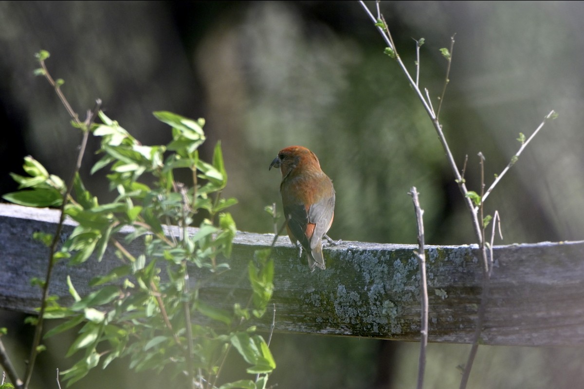 Red Crossbill - ML618055139