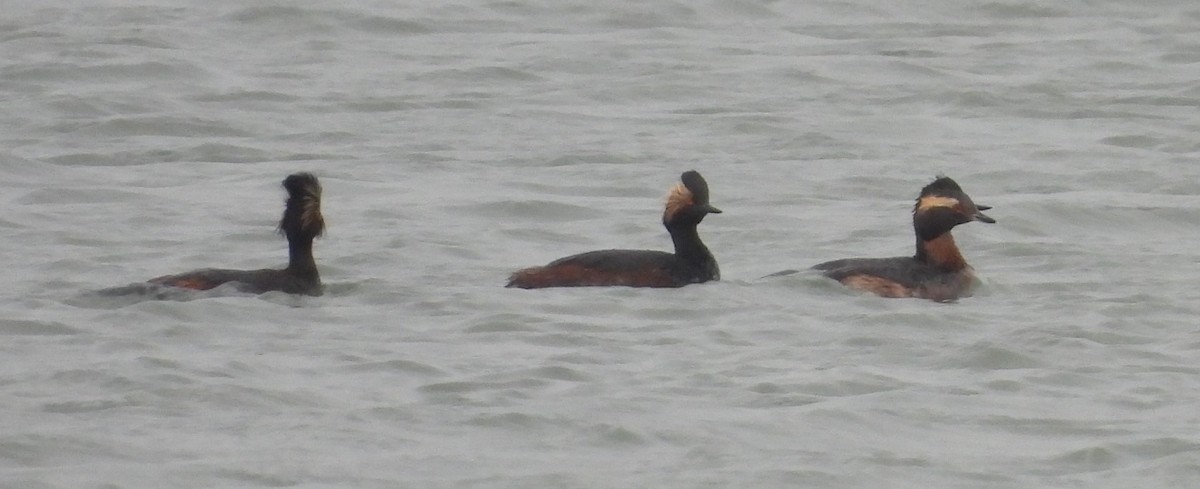 Horned Grebe - Debbie Segal