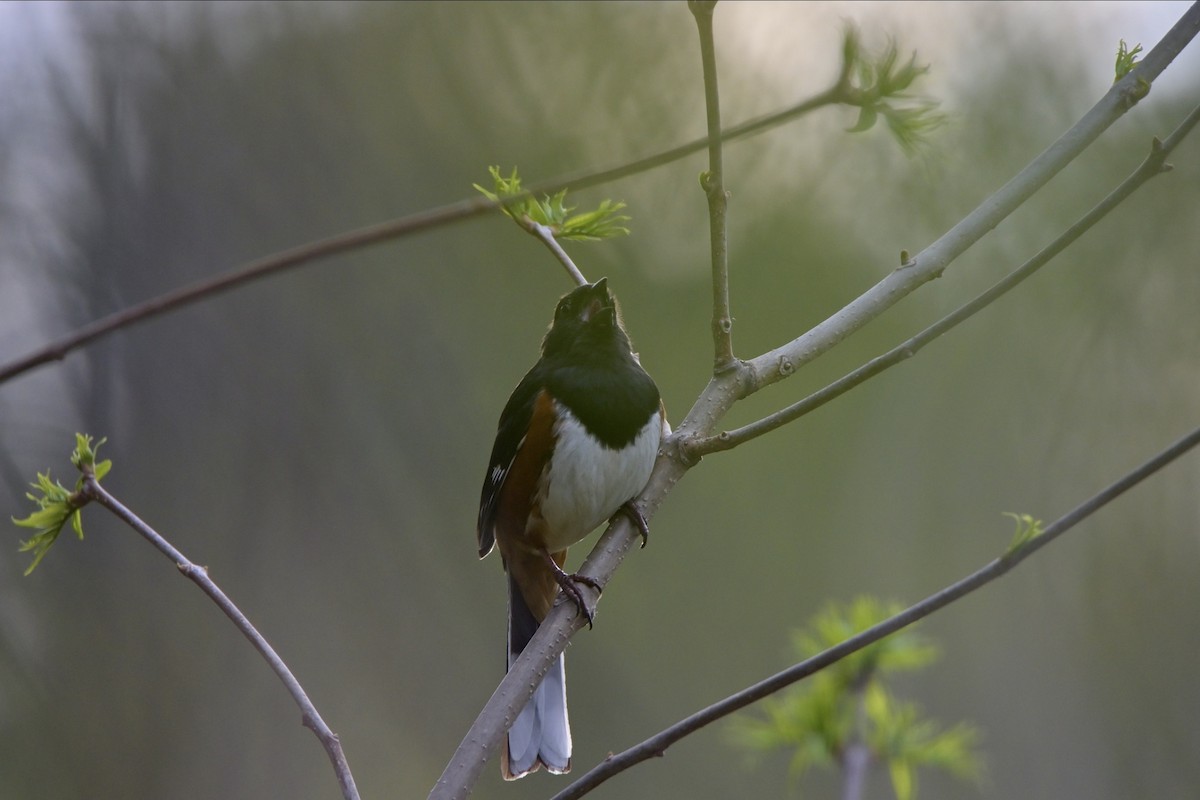 Eastern Towhee - ML618055162