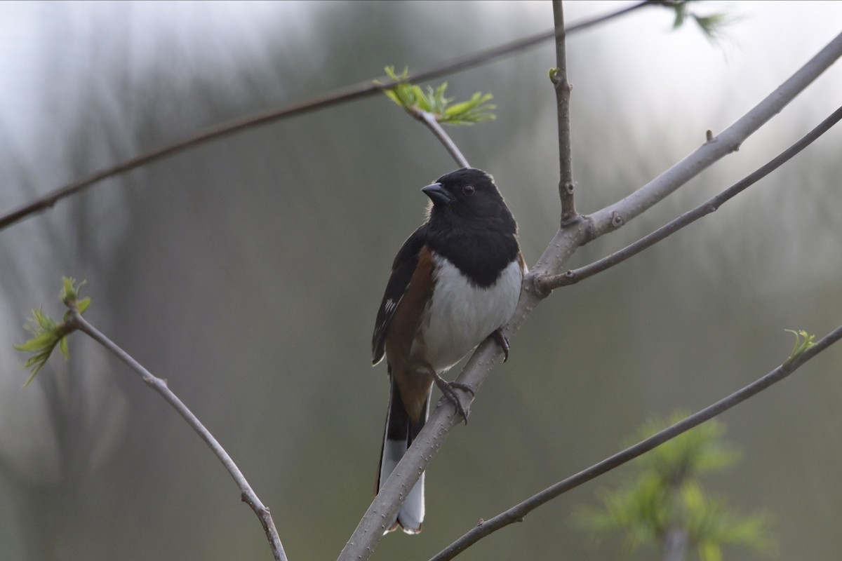 Eastern Towhee - Josiah Santiago