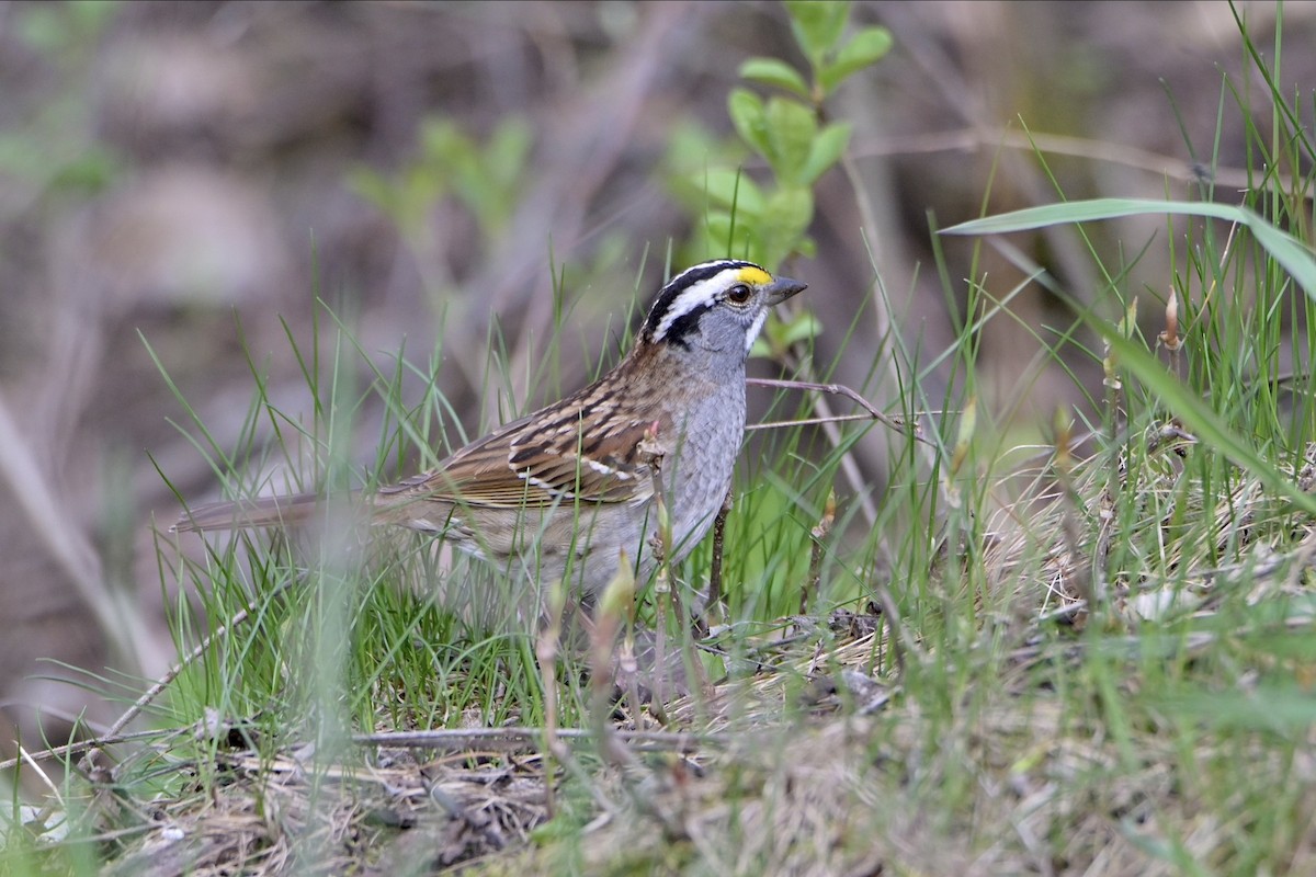 White-throated Sparrow - ML618055172
