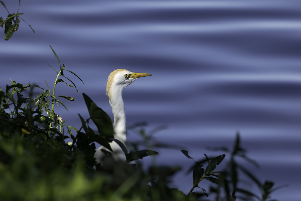 Western Cattle Egret - ML618055179