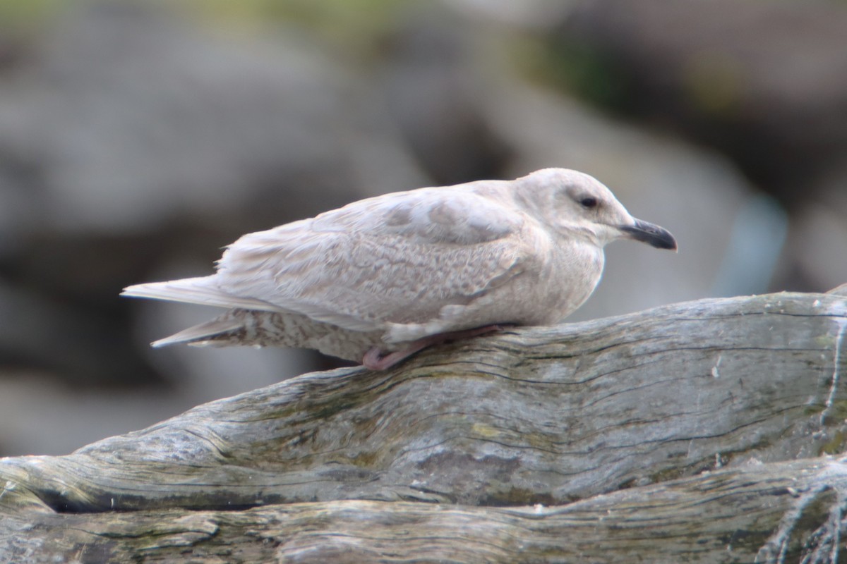 Glaucous-winged Gull - ML618055187