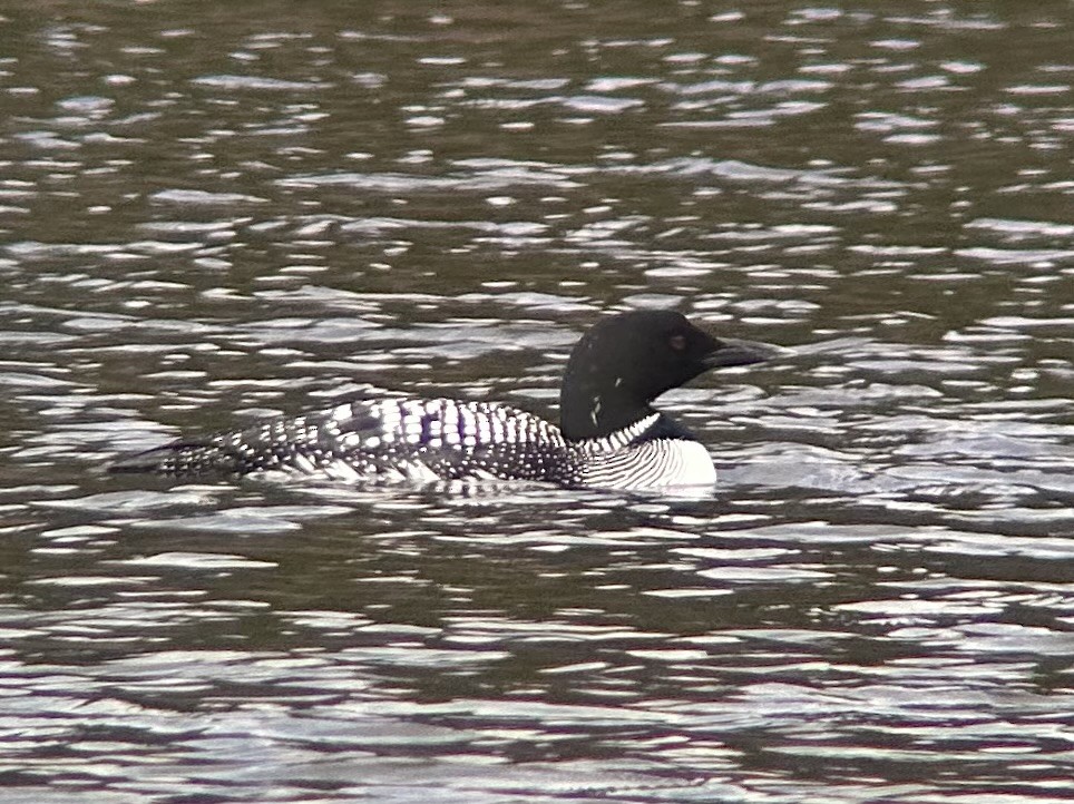 Common Loon - ML618055194