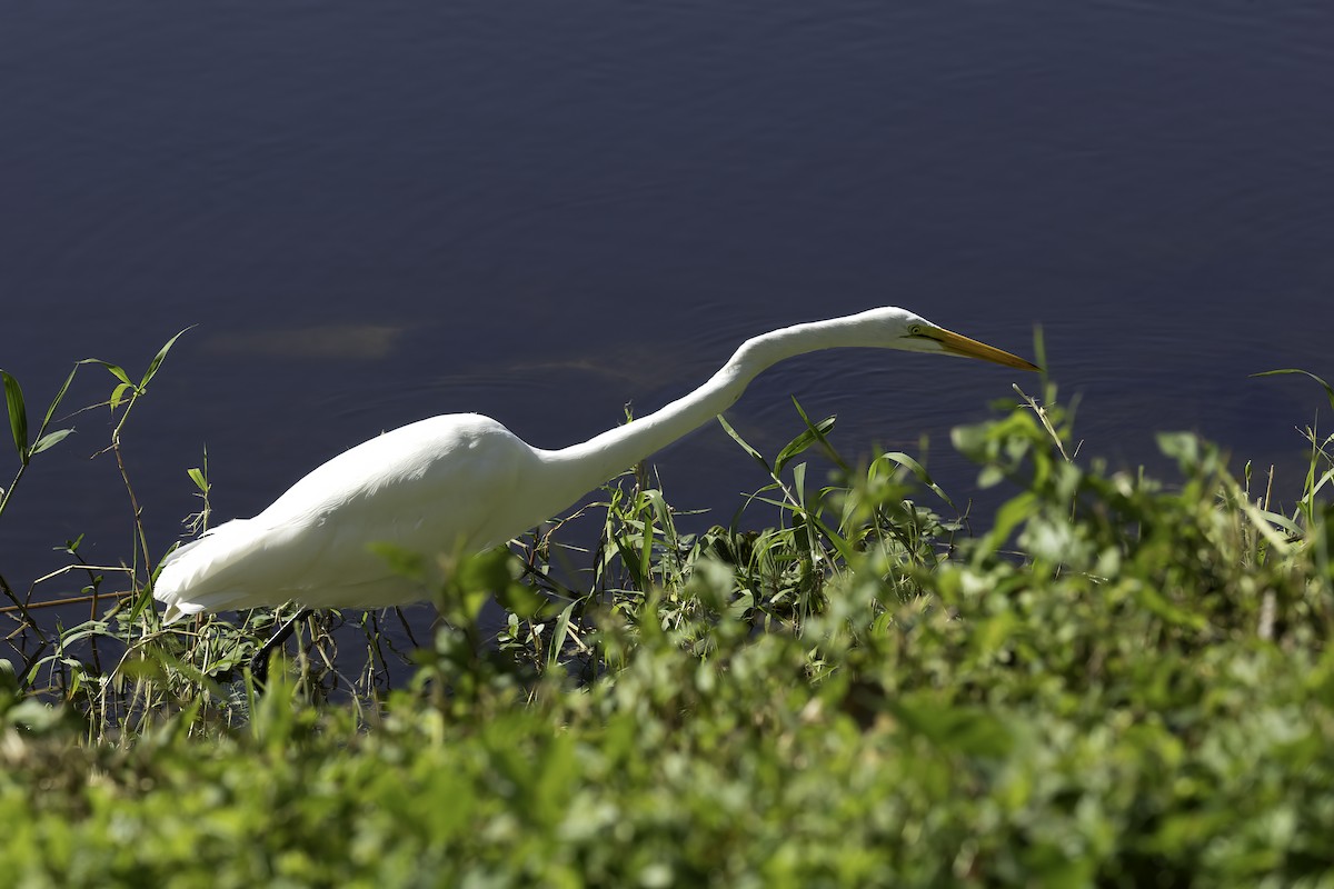 Great Egret - Kathryn McGiffen