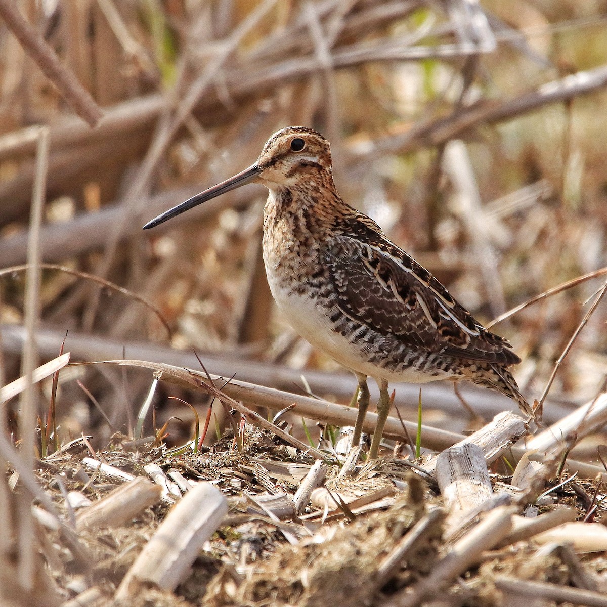 Wilson's Snipe - ML618055196