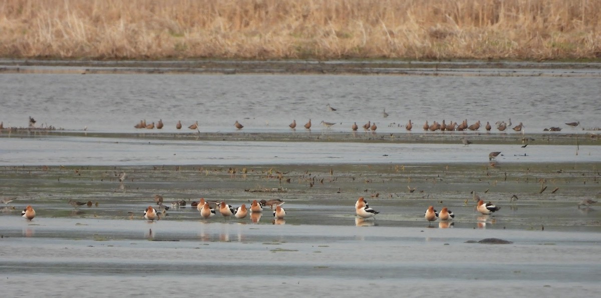 Avocette d'Amérique - ML618055199