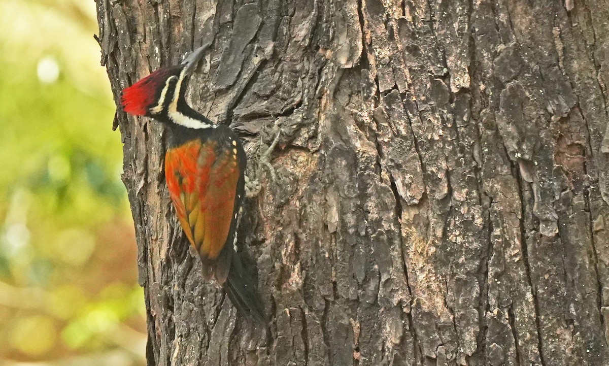 Black-rumped Flameback - ML618055205