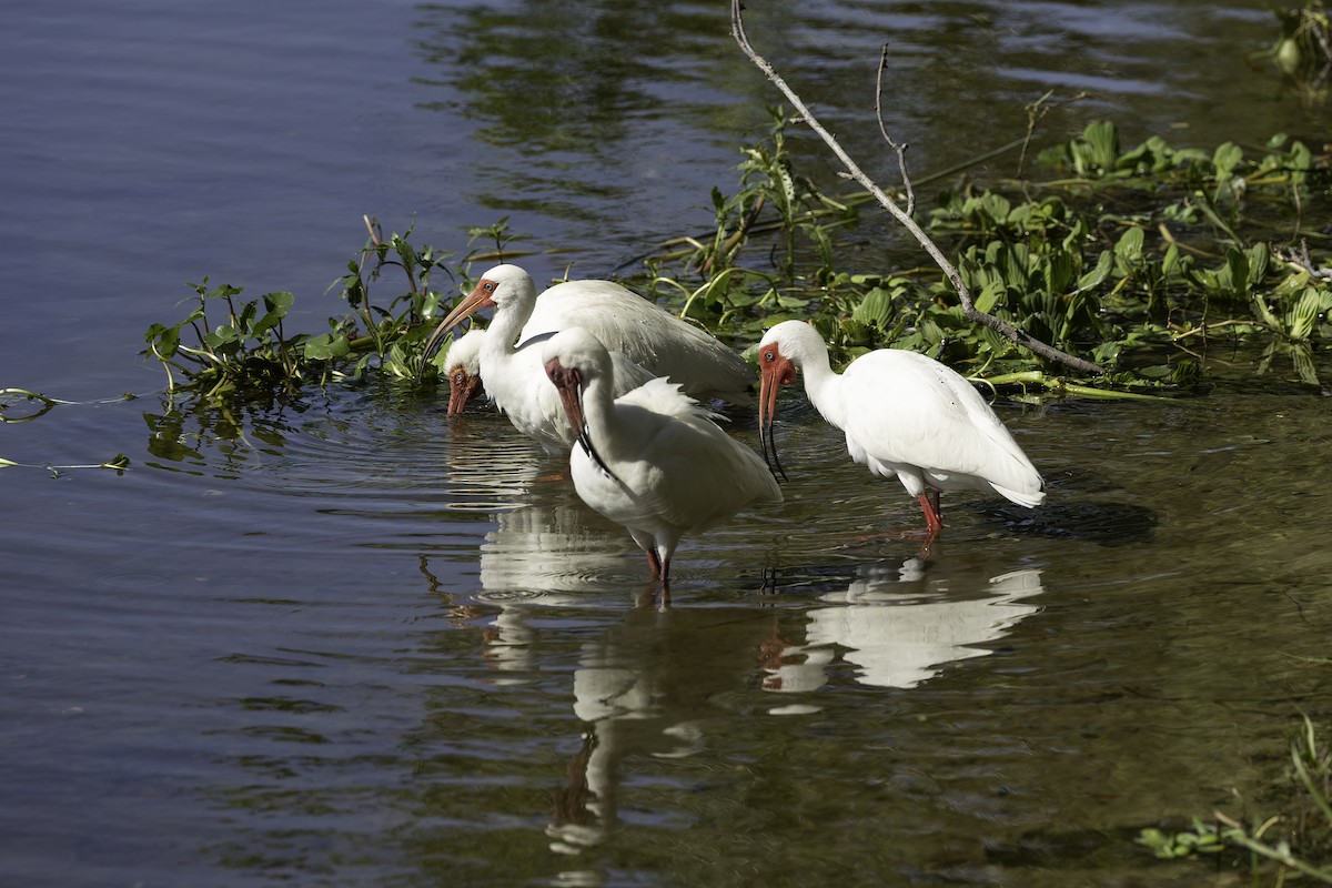 Ibis blanc - ML618055211