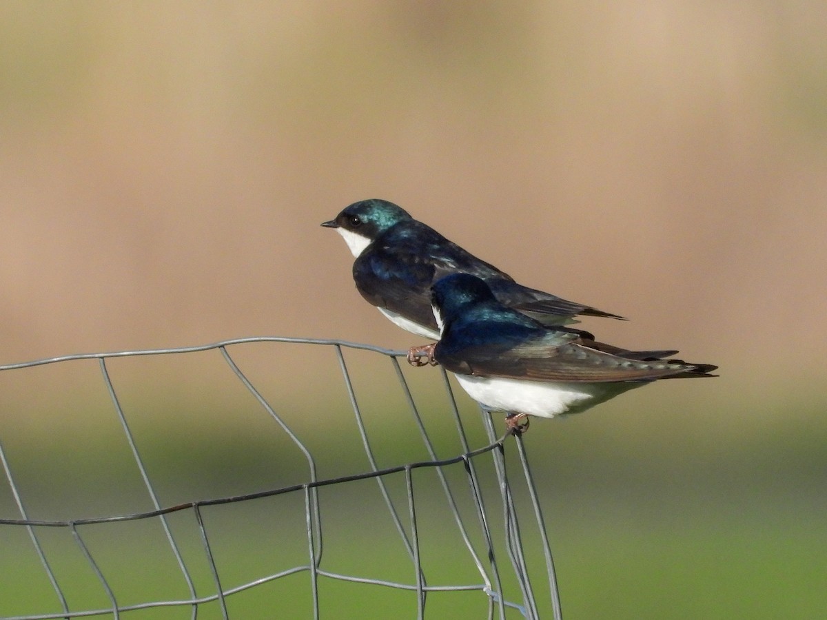 Tree Swallow - Ellen Star