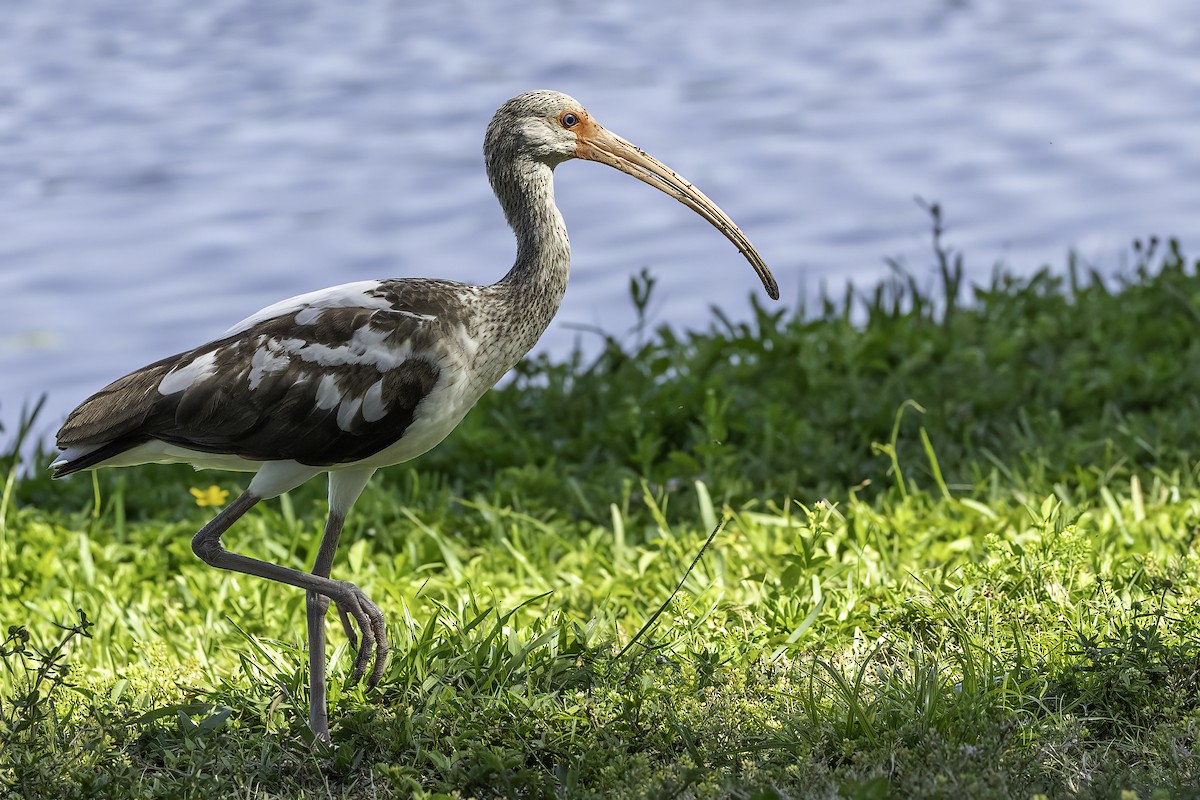 White Ibis - Kathryn McGiffen