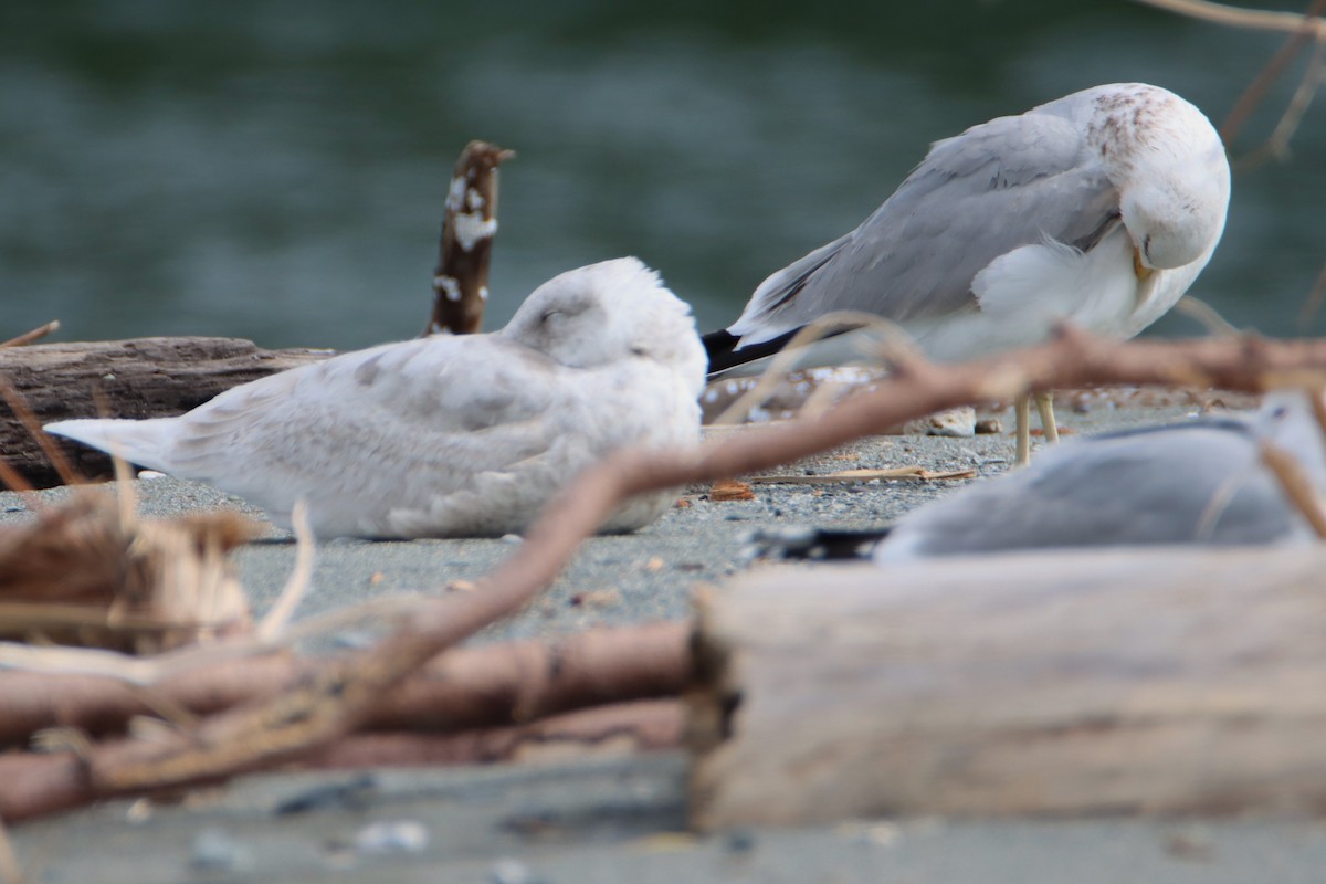 Glaucous-winged Gull - ML618055227