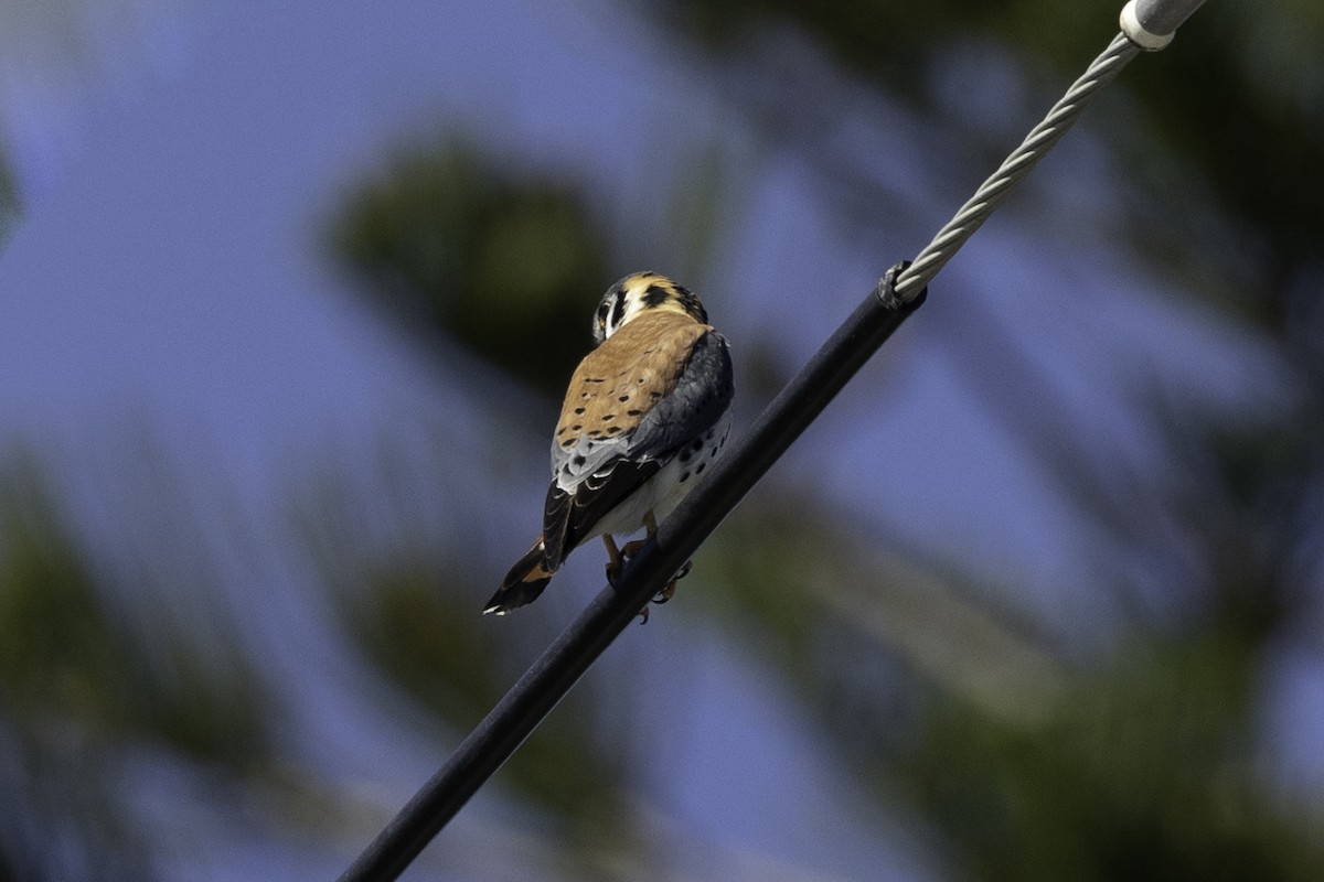 American Kestrel - ML618055238