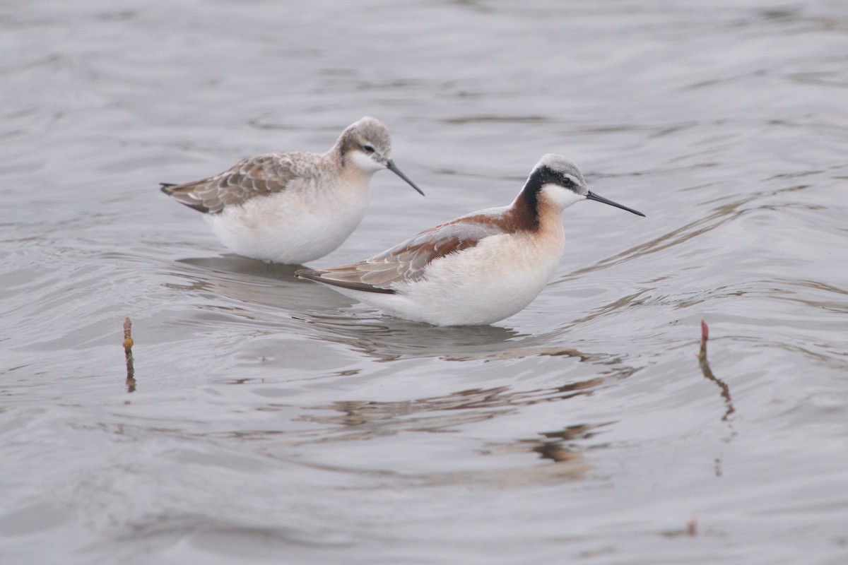 Phalarope de Wilson - ML618055263