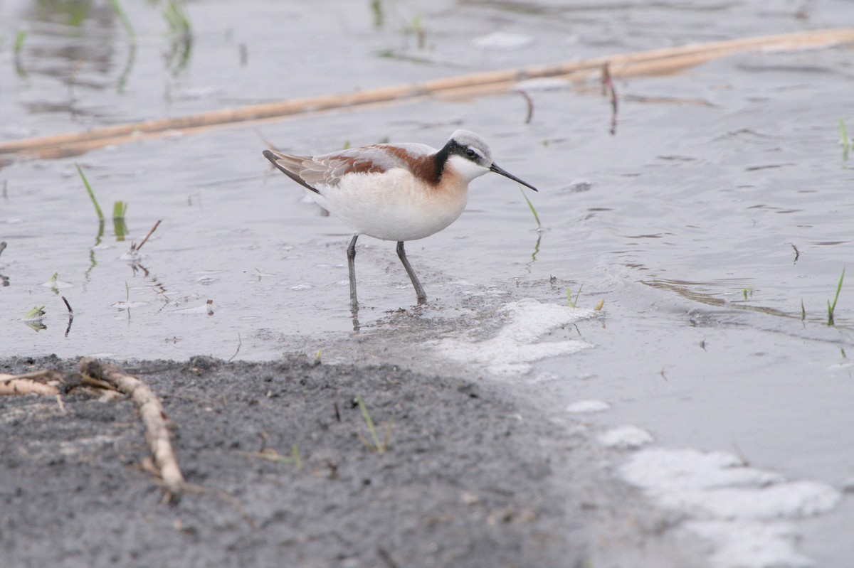 Wilson's Phalarope - ML618055265