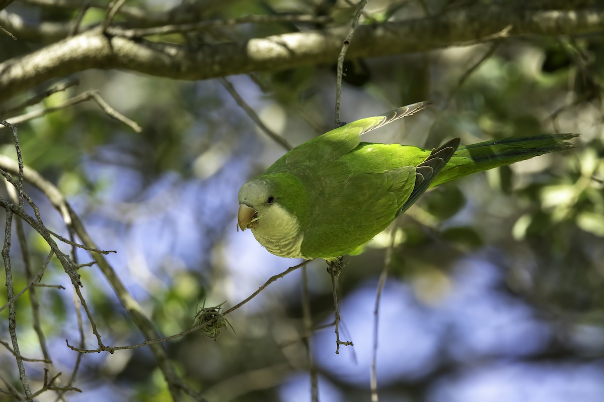 Monk Parakeet - Kathryn McGiffen