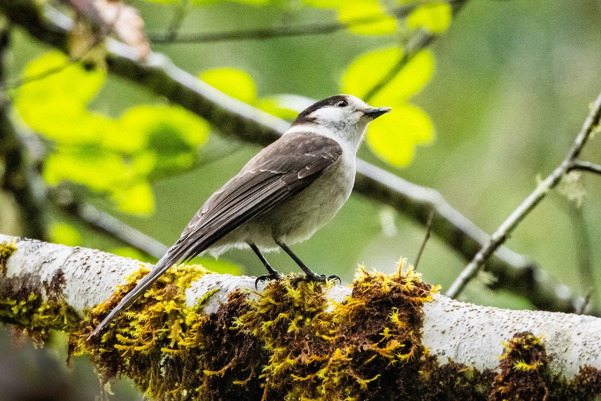 Canada Jay - Jonathan Ley