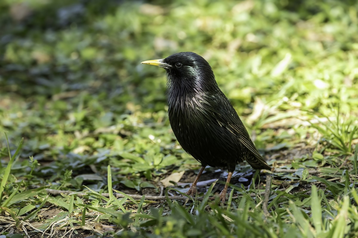 European Starling - ML618055308