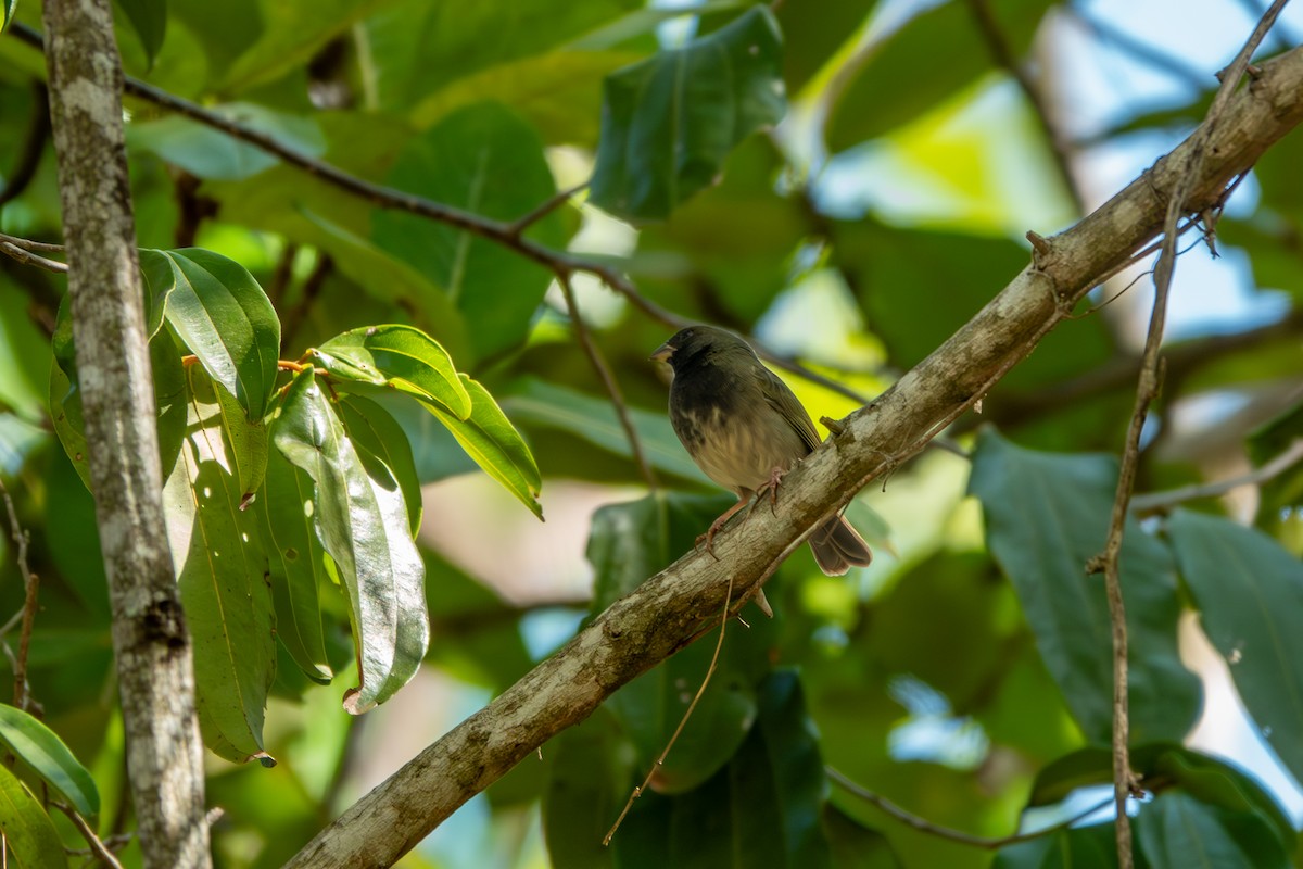 Black-faced Grassquit - ML618055326