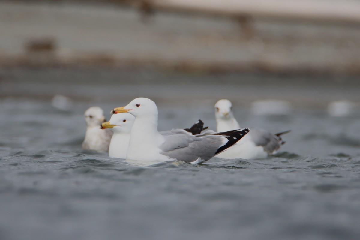 California Gull - Daniel Donnecke