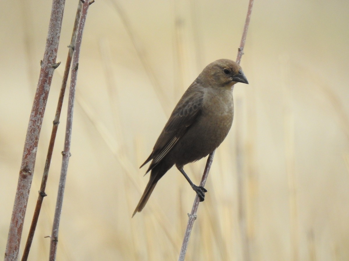 Brown-headed Cowbird - Dana Siefer