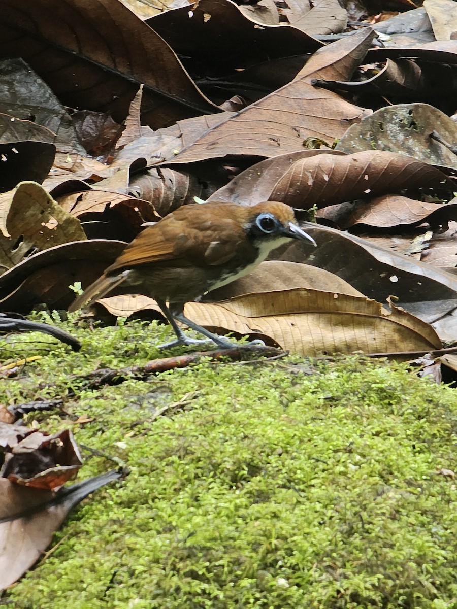 Bicolored Antbird - Danny J Alvarado S