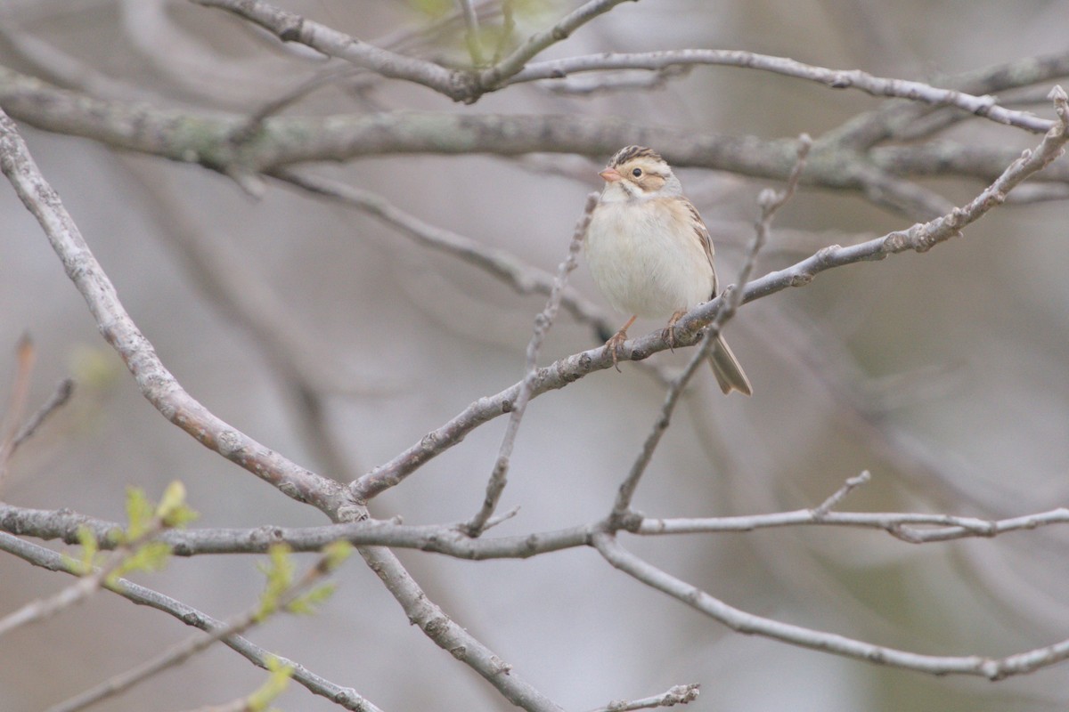 Clay-colored Sparrow - Dana Siefer