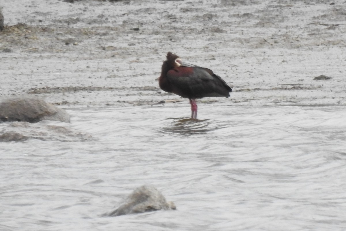 White-faced Ibis - ML618055406