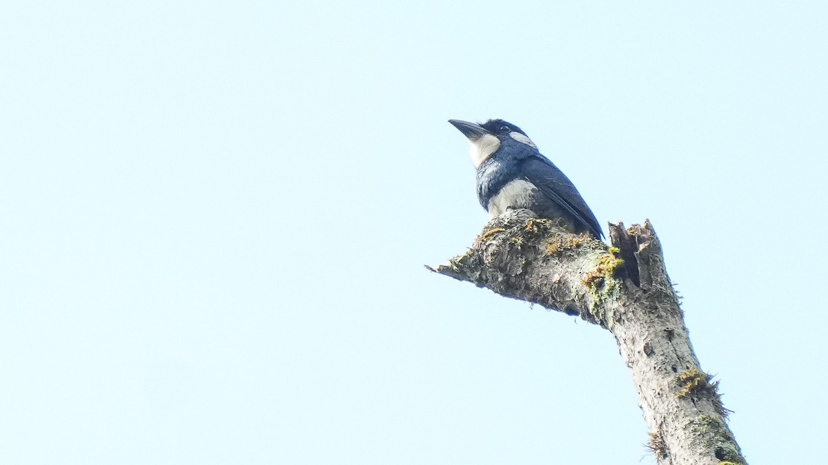 Black-breasted Puffbird - ML618055420