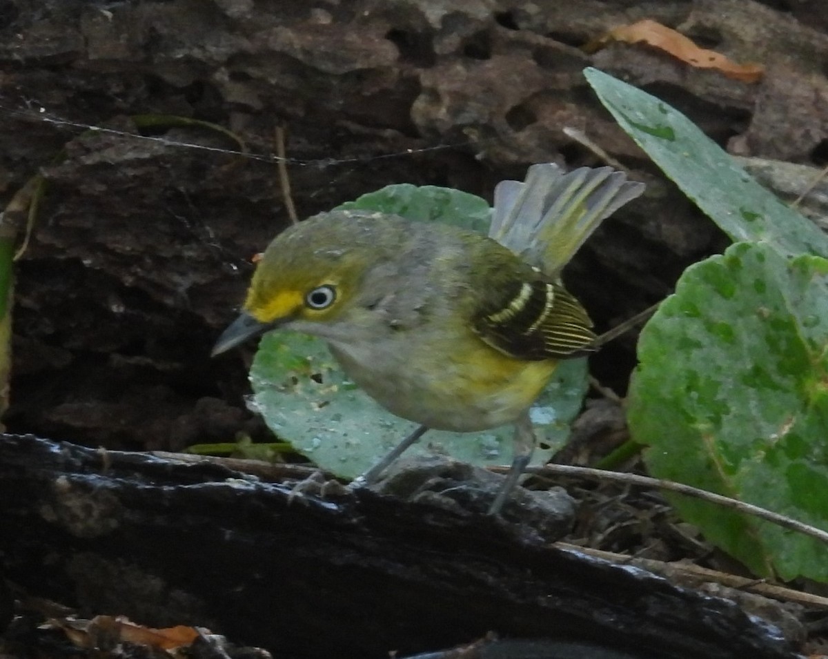 Vireo Ojiblanco - ML618055426