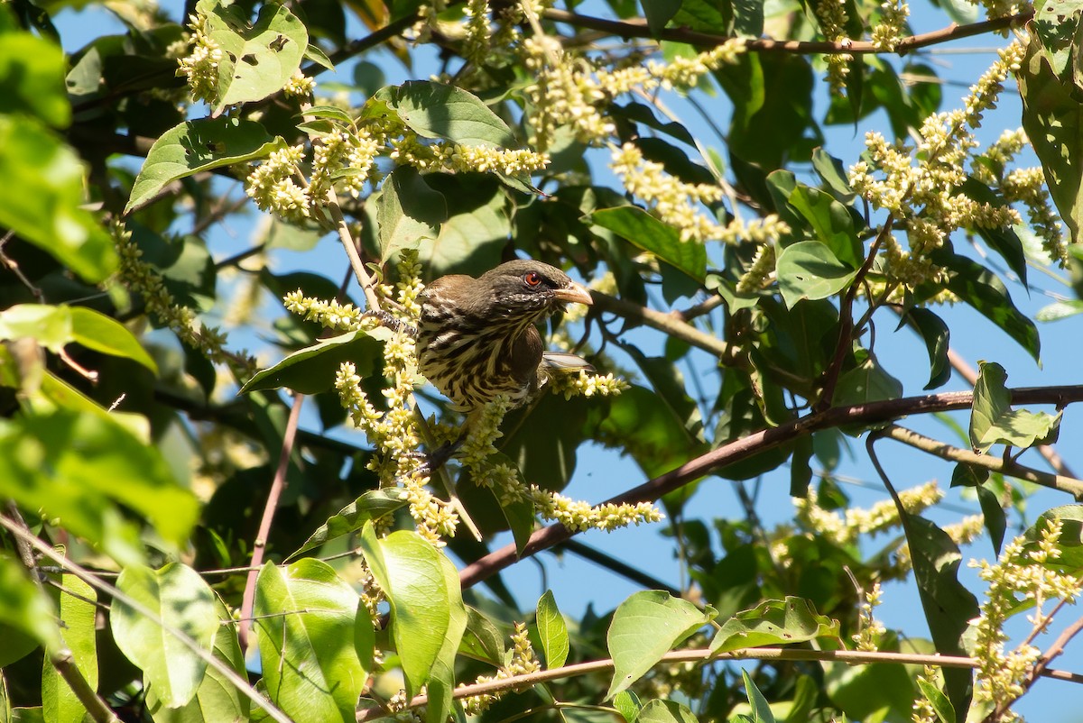 Palmchat - ML618055427