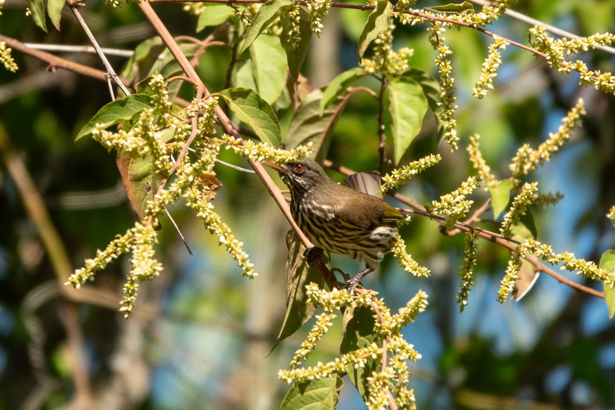 Palmchat - ML618055430