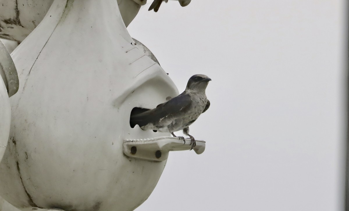 Purple Martin - Douglas Hall