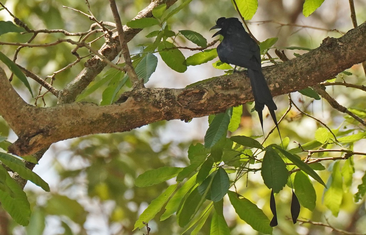 Greater Racket-tailed Drongo - John Daniel