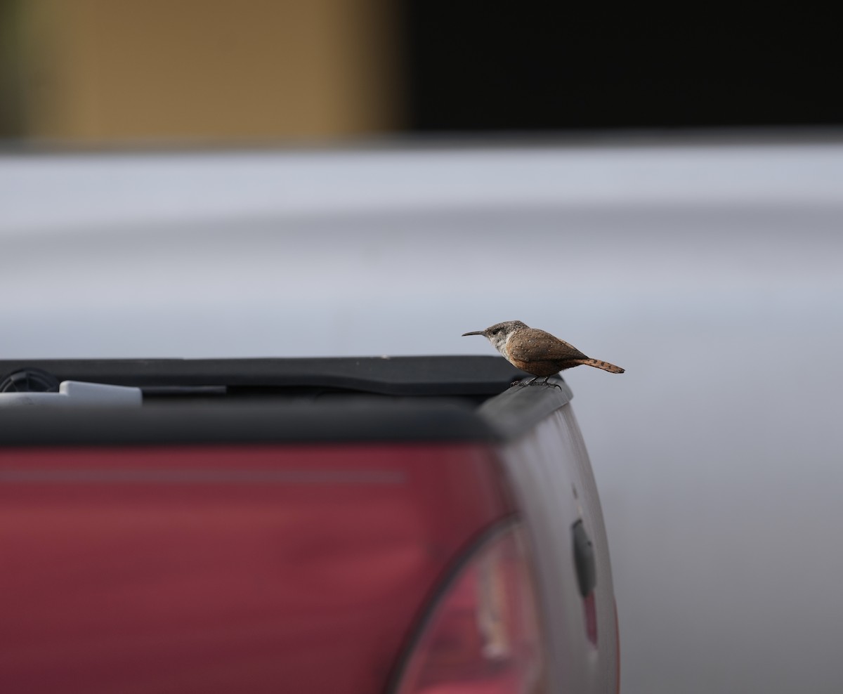 Canyon Wren - ML618055438