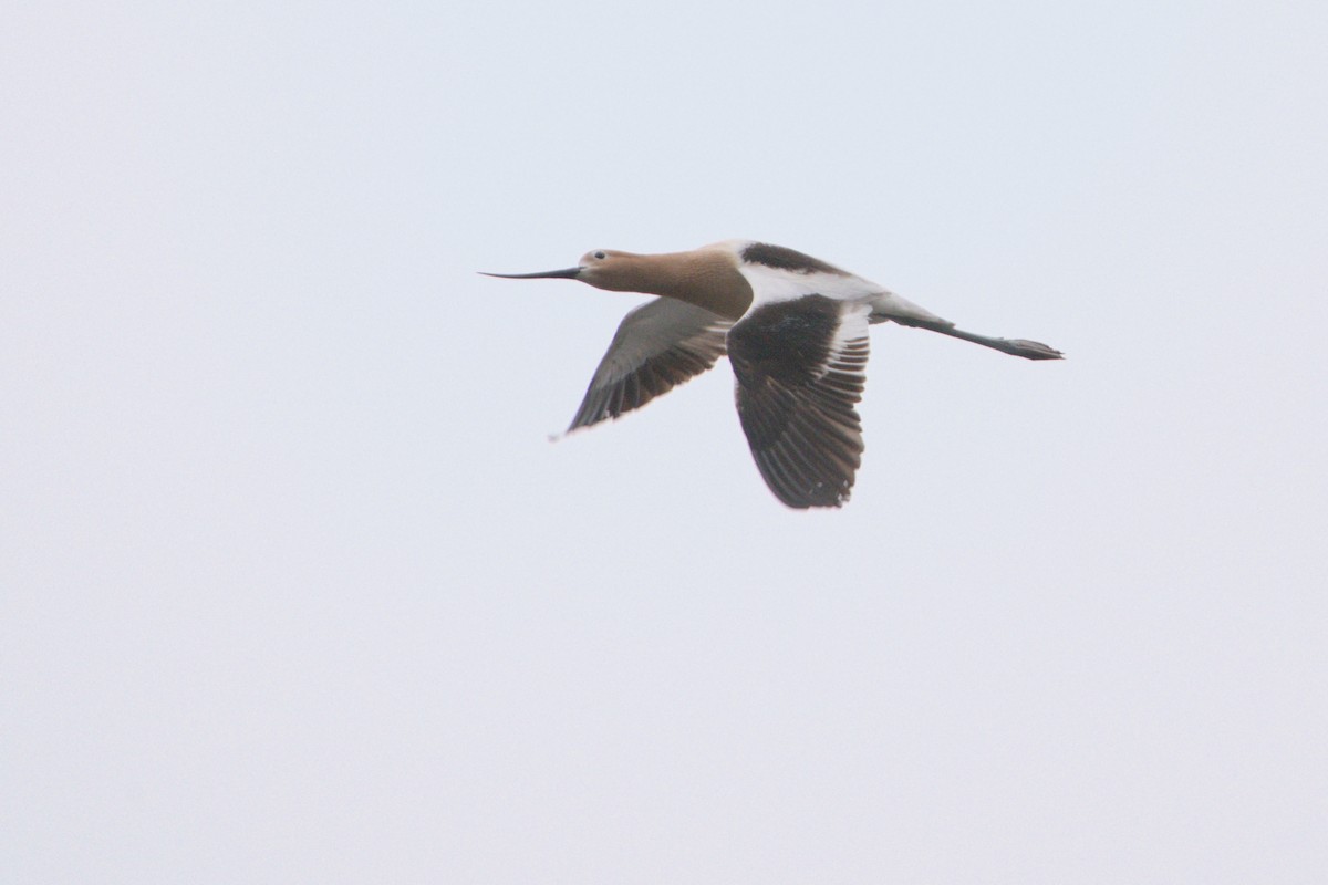 American Avocet - Dana Siefer