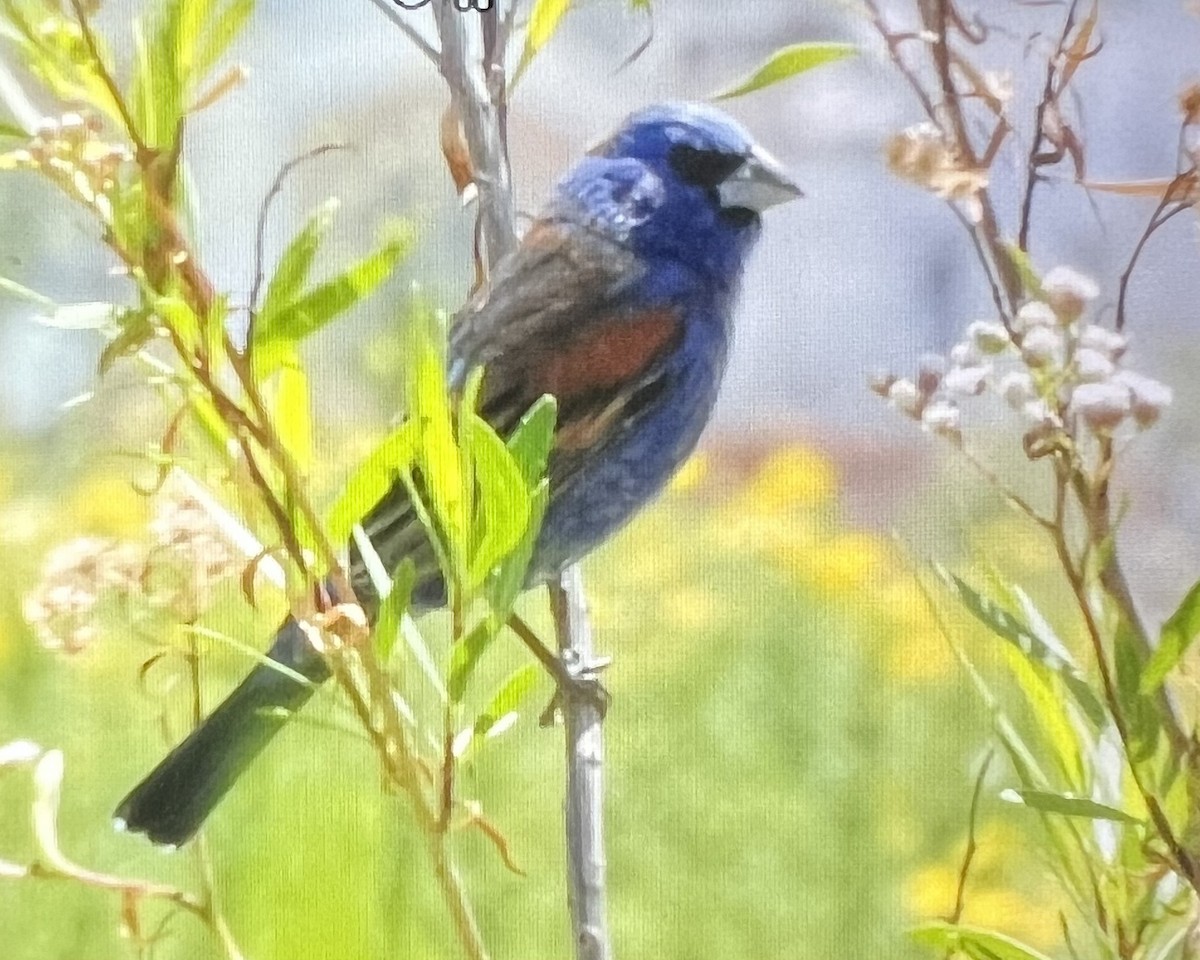 Blue Grosbeak - Don Hoechlin