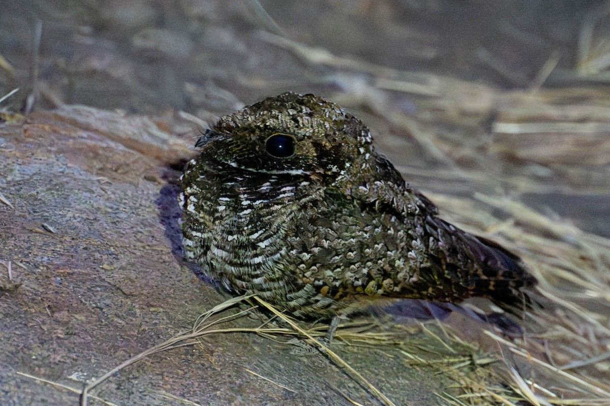 Common Poorwill - Nancy Christensen