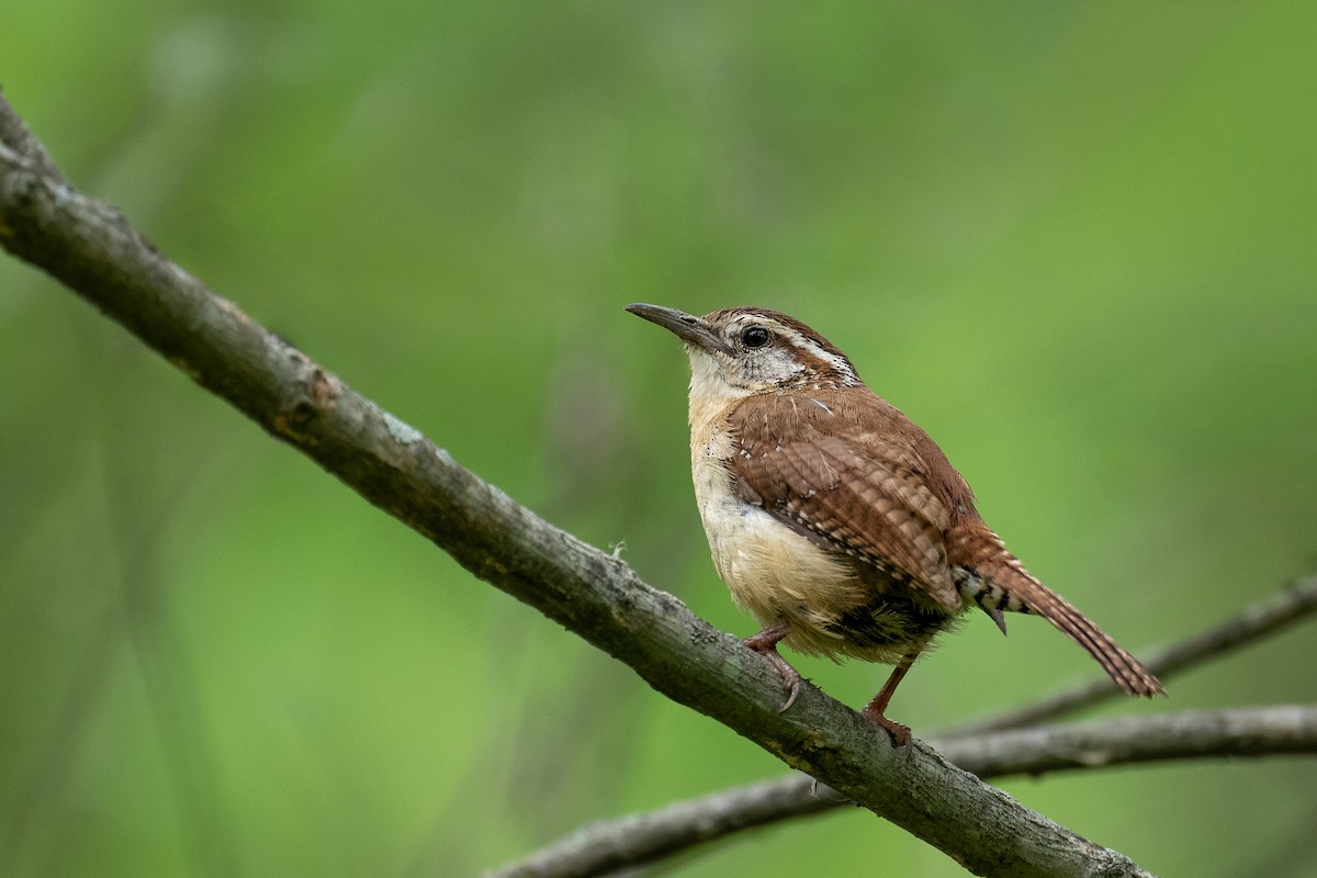 Carolina Wren - ML618055467