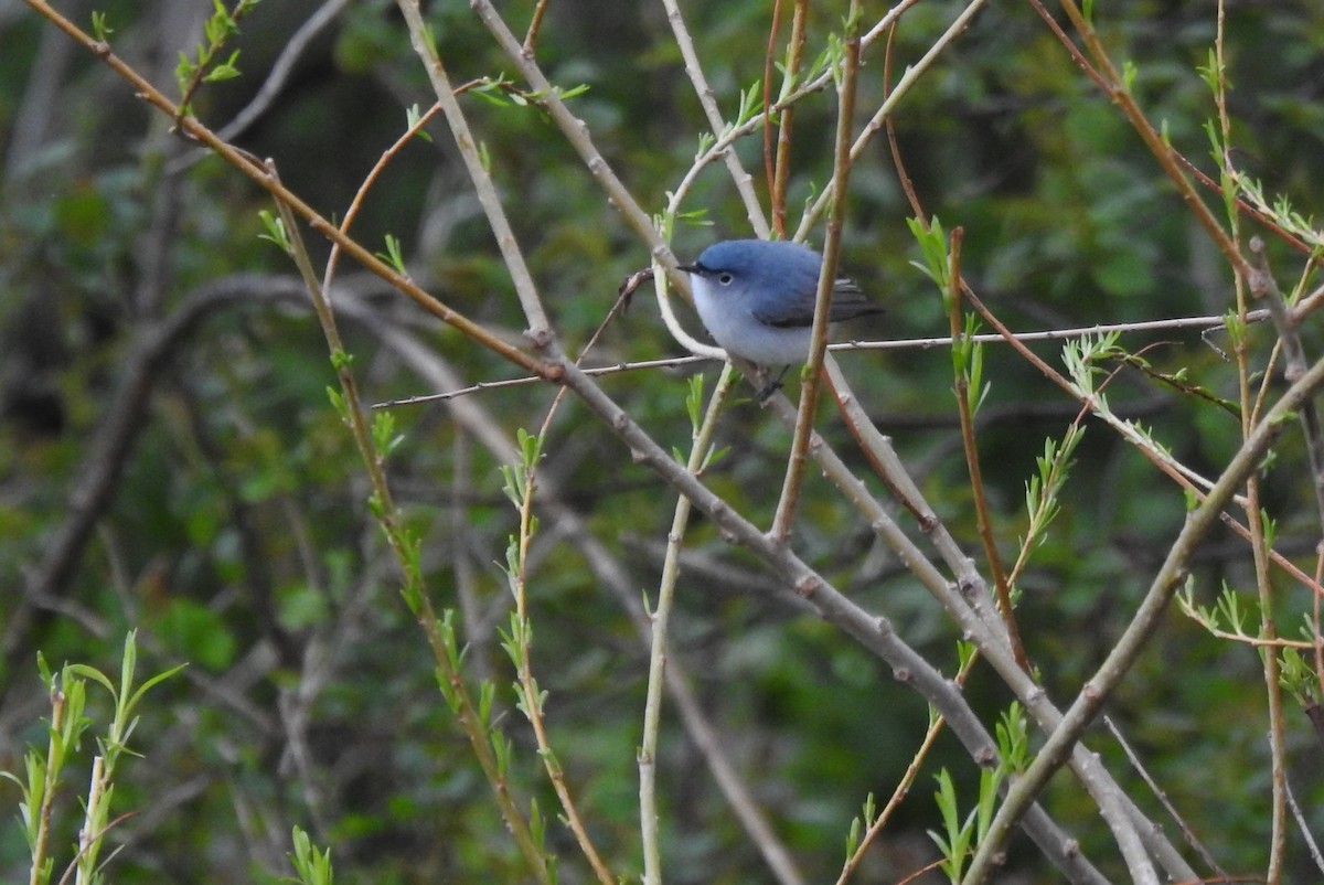 Blue-gray Gnatcatcher - ML618055468