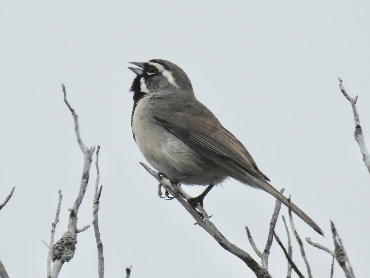 Black-throated Sparrow - ML618055474