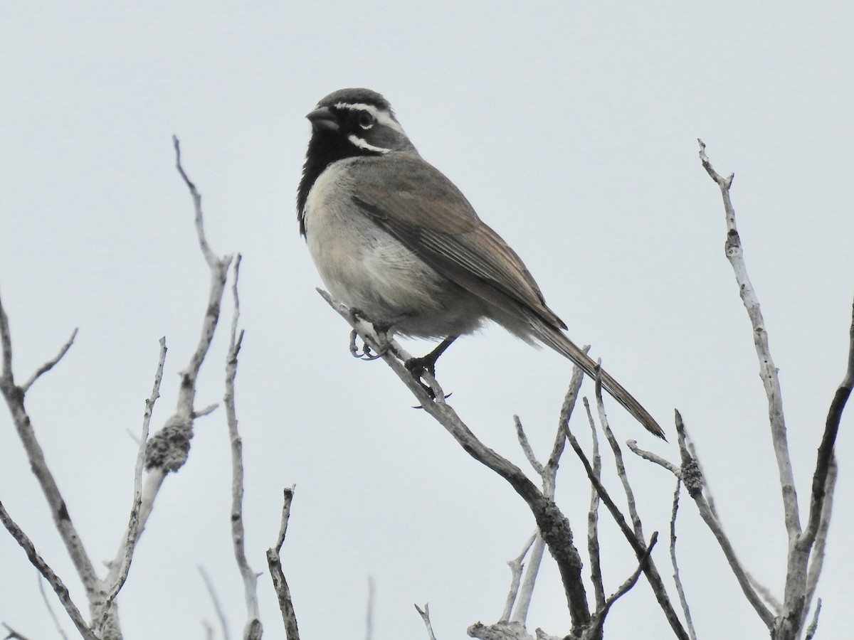 Black-throated Sparrow - ML618055475