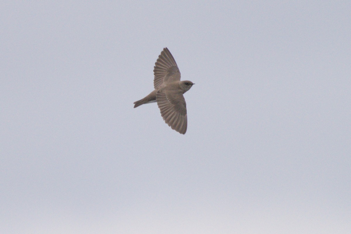 Northern Rough-winged Swallow - ML618055487