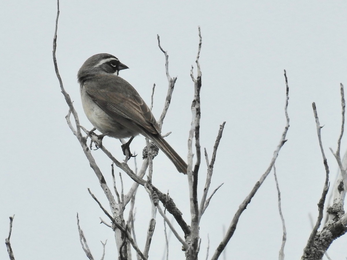 Black-throated Sparrow - ML618055493