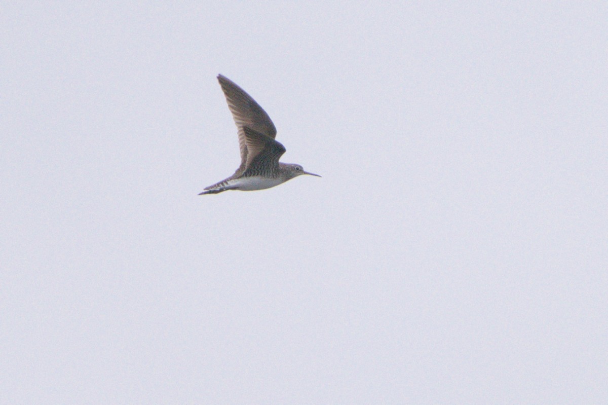 Solitary Sandpiper - ML618055496