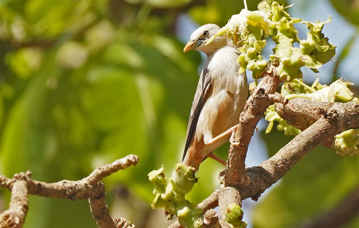 Malabar Starling - ML618055508