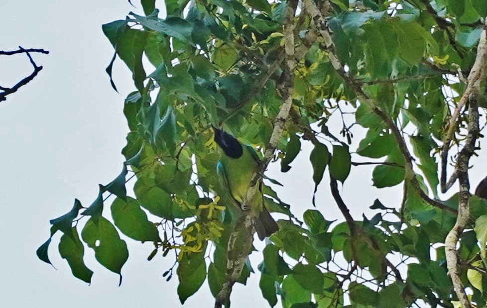 Jerdon's Leafbird - ML618055547