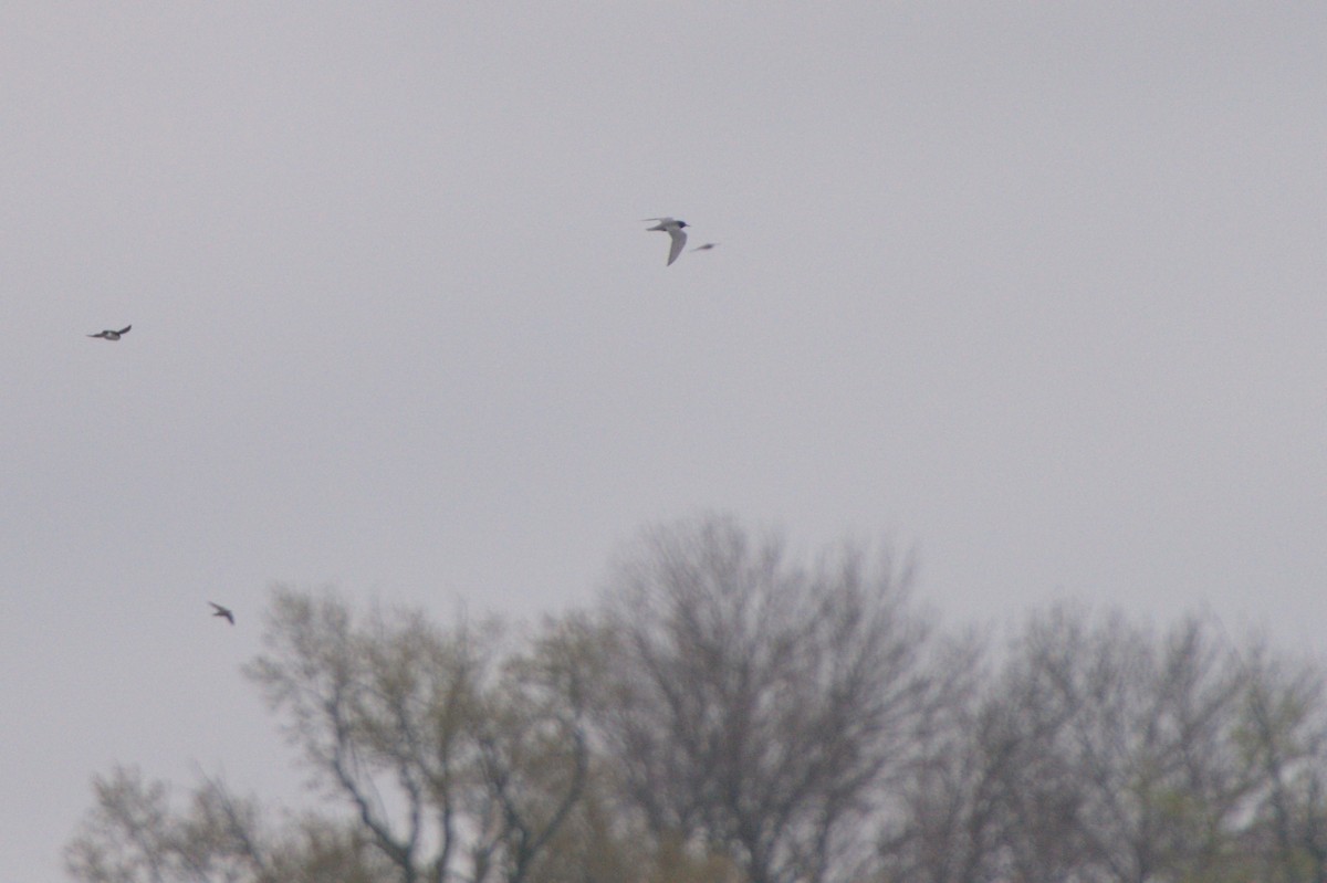 Black Tern - ML618055558