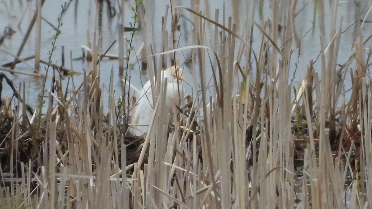 Western Cattle Egret - ML618055571